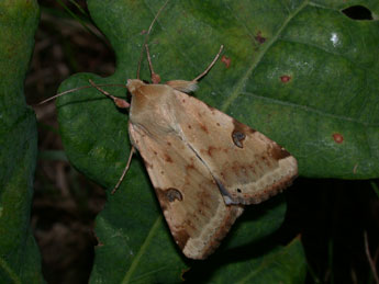 Heliothis peltigera D. & S. adulte - ©Philippe Mothiron