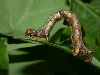  Chenille de Colotois pennaria L. - ©Philippe Mothiron