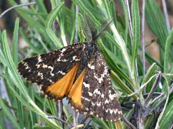 Athroolopha pennigeraria Hb. adulte - Daniel Morel