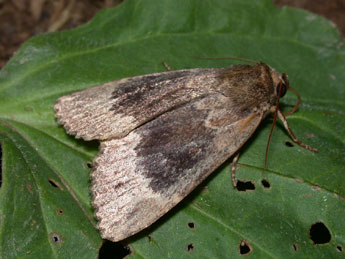 Amphipyra perflua F. adulte - Philippe Mothiron