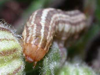  Chenille de Hadena perplexa D. & S. - ©Philippe Mothiron