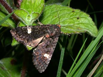 Melanchra persicariae L. adulte - ©Philippe Mothiron