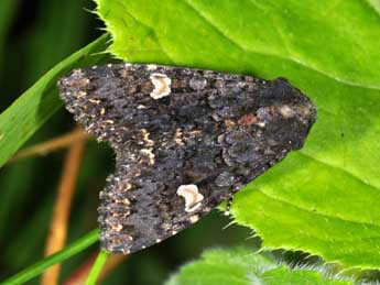 Melanchra persicariae L. adulte - Philippe Mothiron