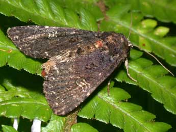 Melanchra persicariae L. adulte - ©Philippe Mothiron