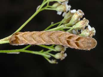  Chenille de Melanchra persicariae L. - ©Alexis Borges