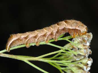  Chenille de Melanchra persicariae L. - ©Alexis Borges