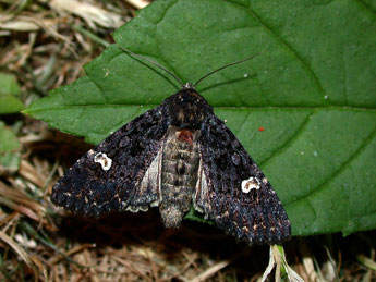 Melanchra persicariae L. adulte - Philippe Mothiron