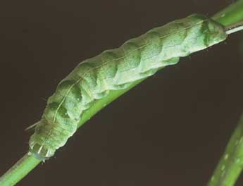  Chenille de Melanchra persicariae L. - ©Philippe Mothiron