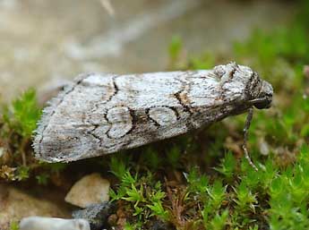 Stilbia philopalis Grasl. adulte - David Demerges