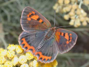 Lycaena phlaeas L. adulte - Philippe Mothiron