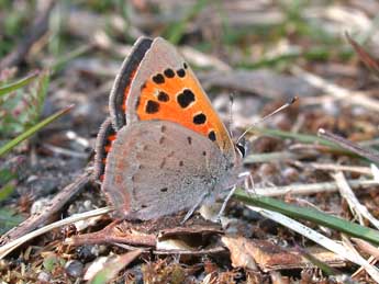 Lycaena phlaeas L. adulte - Philippe Mothiron