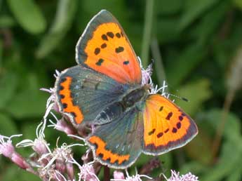 Lycaena phlaeas L. adulte - Philippe Mothiron