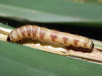  Chenille de Arenostola phragmitidis Hb. - ©Serge Wambeke