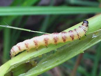  Chenille de Arenostola phragmitidis Hb. - Herbert Decodts