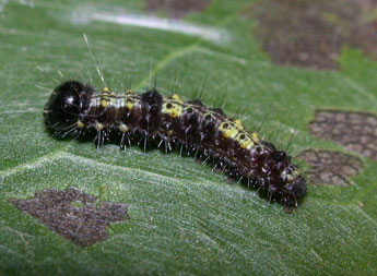  Chenille de Clostera pigra Hfn. - ©Philippe Mothiron