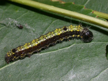  Chenille de Clostera pigra Hfn. - Philippe Mothiron