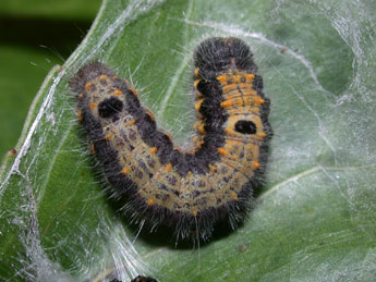  Chenille de Clostera pigra Hfn. - ©Philippe Mothiron