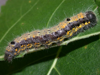  Chenille de Clostera pigra Hfn. - ©Philippe Mothiron