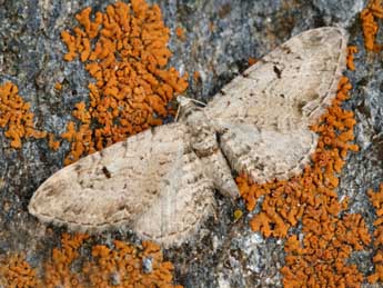 Eupithecia pimpinellata Hb. adulte - ©Daniel Morel