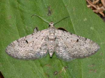 Eupithecia pimpinellata Hb. adulte - ©Philippe Mothiron