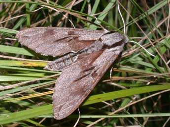 Hyloicus pinastri L. adulte - Philippe Mothiron