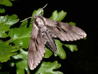 Sphinx pinastri L. adulte - Philippe Mothiron