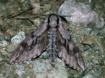 Sphinx pinastri L. adulte - Philippe Mothiron