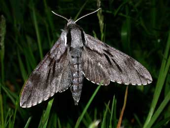 Sphinx pinastri L. adulte - Philippe Mothiron