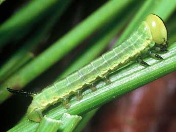  Chenille de Hyloicus pinastri L. - Philippe Mothiron