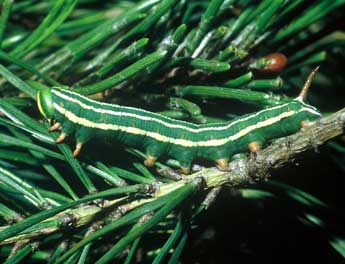  Chenille de Sphinx pinastri L. - ©Philippe Mothiron