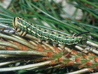  Chenille de Hyloicus pinastri L. - Philippe Mothiron