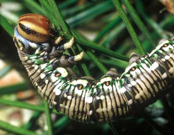  Chenille de Hyloicus pinastri L. - Philippe Mothiron