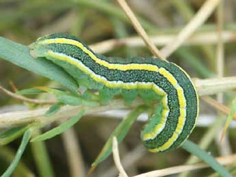  Chenille de Ceramica pisi L. - ©Daniel Morel