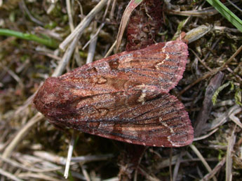 Ceramica pisi L. adulte - ©Philippe Mothiron