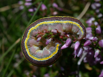  Chenille de Ceramica pisi L. - Philippe Mothiron