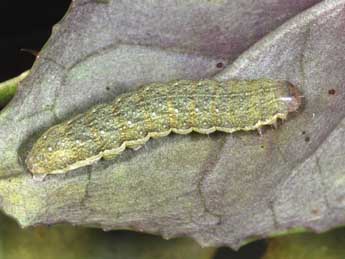  Chenille de Anchoscelis pistacinoides Aub. - ©Philippe Mothiron