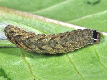  Chenille de Anchoscelis pistacinoides Aub. - ©Philippe Mothiron