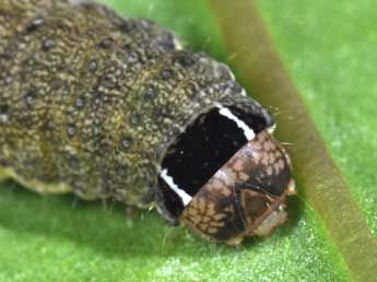  Chenille de Anchoscelis pistacinoides Aub. - Philippe Mothiron