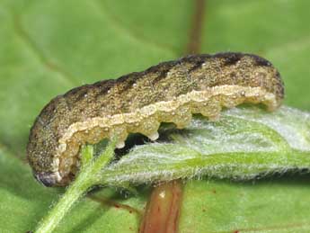  Chenille de Anchoscelis pistacinoides Aub. - Philippe Mothiron