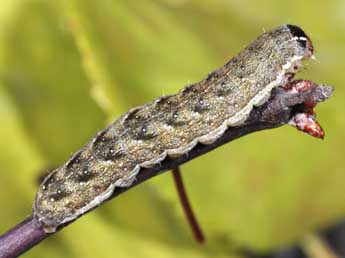  Chenille de Anchoscelis pistacinoides Aub. - ©Philippe Mothiron