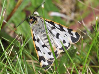 Arctia plantaginis L. adulte - Philippe Mothiron