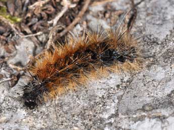  Chenille de Arctia plantaginis L. - ©Philippe Mothiron