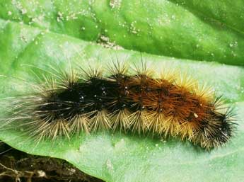  Chenille de Arctia plantaginis L. - ©Philippe Mothiron