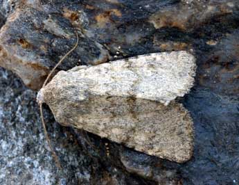 Apamea platinea Tr. adulte - ©Daniel Morel