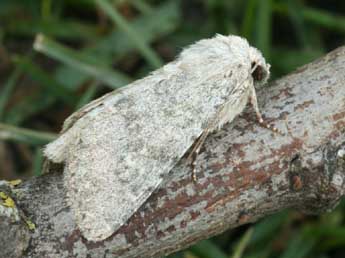 Apamea platinea Tr. adulte - ©Daniel Morel