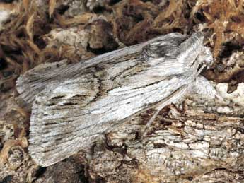 Calophasia platyptera Esp. adulte - Daniel Morel