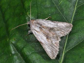 Calophasia platyptera Esp. adulte - Philippe Mothiron