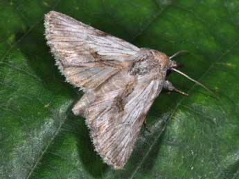 Calophasia platyptera Esp. adulte - Philippe Mothiron