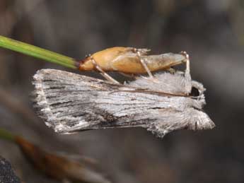 Calophasia platyptera Esp. adulte - Philippe Mothiron