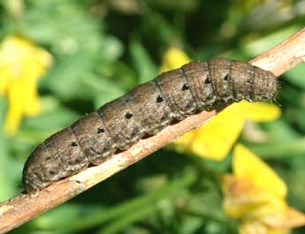  Chenille de Hada plebeja L. - ©Serge Wambeke